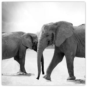 Obraz slonů (30x30 cm)