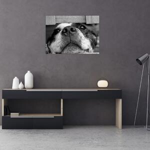 Obraz psa (70x50 cm)