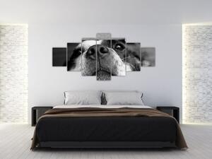 Obraz psa (210x100 cm)