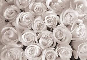 Fototapeta - Bílé růže (254x184 cm)