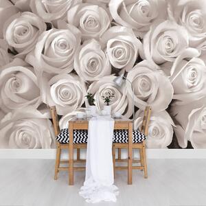 Fototapeta - Bílé růže (254x184 cm)