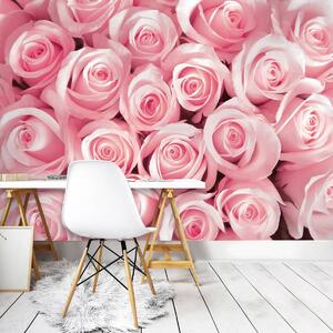 Fototapeta - Růžové růže (254x184 cm)