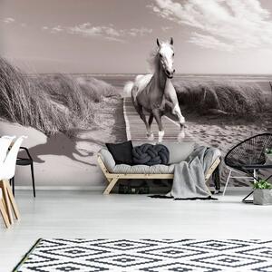 Fototapeta - Kůň na pláži (152,5x104 cm)