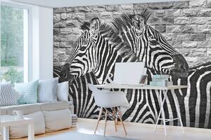 Fototapeta - Malované zebry na cihlovou zeď (152,5x104 cm)