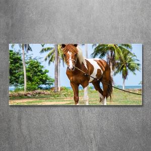 Foto obraz sklo tvrzené Strakatý kůň osh-100317732