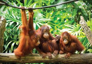 Fototapeta - Orangutani v džungli (152,5x104 cm)