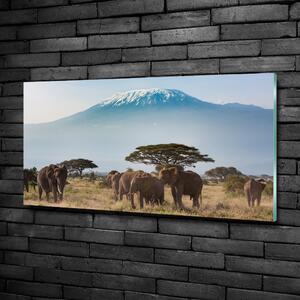 Foto obraz skleněný horizontální Sloni Kilimandžaro osh-100418826