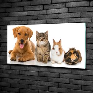 Foto obraz sklo tvrzené Pes a kočka osh-100573313