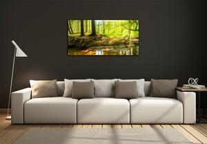 Fotoobraz na skle Sluneční paprsky les osh-101332192