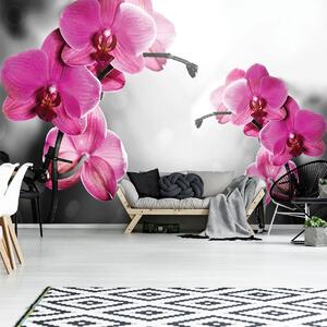 Fototapeta - Orchideje (254x184 cm)
