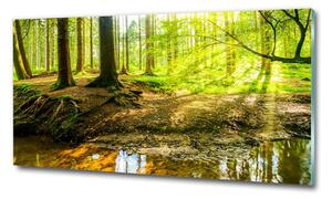 Fotoobraz na skle Sluneční paprsky les osh-101332192