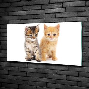 Foto-obrah sklo tvrzené Hnědá a červená kočka osh-101681955