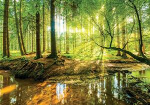 Fototapeta - Slunečný les (152,5x104 cm)