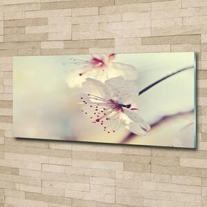 Foto obraz sklo tvrzené Květ višně osh-102906126