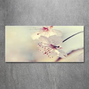 Foto obraz sklo tvrzené Květ višně osh-102906126