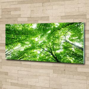 Fotoobraz na skle Zelený les osh-103615746