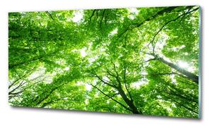 Fotoobraz na skle Zelený les osh-103615746