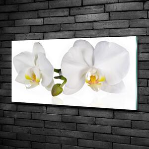 Foto obraz skleněný horizontální Orchidej osh-103920801