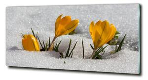 Foto obraz sklo tvrzené Krokusy ve sněhu osh-103983821