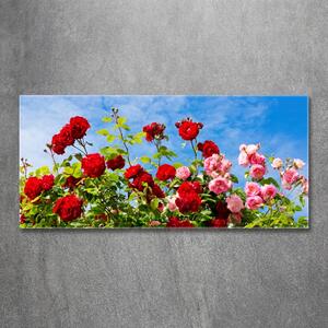 Foto-obrah sklo tvrzené Divoké růže osh-104021490