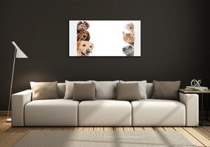 Foto-obrah sklo tvrzené Psy a kočky osh-104206550