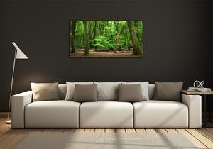 Fotoobraz na skle Nizozemský les osh-104709262