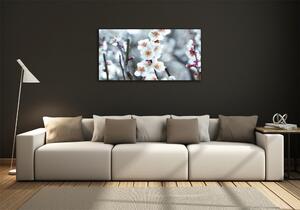 Foto obraz sklo tvrzené Květy višně osh-104952401