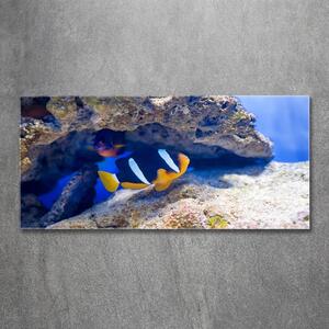 Foto obraz sklo tvrzené Tropická ryba osh-105173265