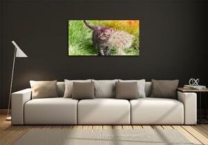 Foto obraz skleněný horizontální Kočka pampeliška osh-107758068