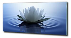 Fotoobraz na skle Vodní lilie osh-107626228