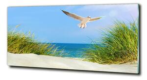 Fotoobraz na skle Méva na pláži osh-109828063