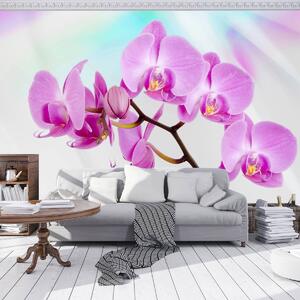 Fototapeta - Orchidej (254x184 cm)