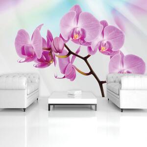 Fototapeta - Orchidej (254x184 cm)