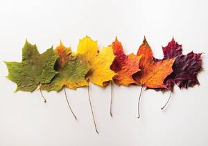 Fototapeta - Listy na podzim (152,5x104 cm)