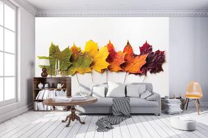 Fototapeta - Listy na podzim (152,5x104 cm)