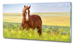 Foto obraz sklo tvrzené Hnědý kůň osh-111439137