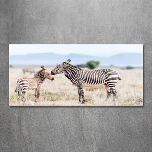 Foto obraz sklo tvrzené Zebry v horách osh-112483528