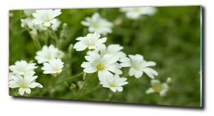 Foto obraz sklo tvrzené Jarní květiny osh-112767766