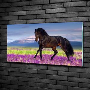 Foto obraz sklo tvrzené Kůň na poli levandule osh-113343357