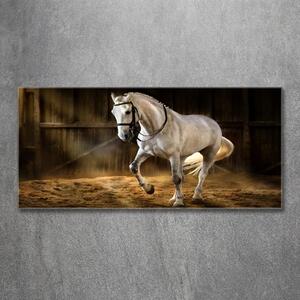 Moderní foto obraz na stěnu Bílý kůň ve stáji osh-113734003