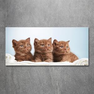 Foto obraz sklo tvrzené Kočky na ručníku osh-115160292
