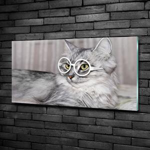Fotoobraz na skle Kočka v brýlích osh-115959381
