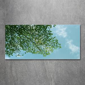 Fotoobraz na skle Listí na obloze osh-116183782