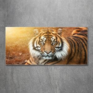 Moderní skleněný obraz z fotografie Bengálský tygr osh-116603957