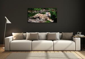 Foto obraz skleněný horizontální Tygr na skále osh-118161704