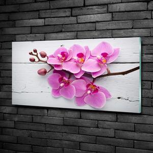 Foto obraz skleněný horizontální Orchidej a na stromě osh-118409675