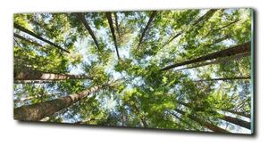 Foto obraz sklo tvrzené Koruna stromů osh-119047799