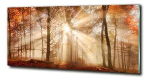 Foto obraz fotografie na skle Mlha v lese podzim osh-119225469