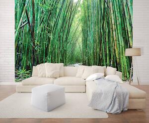Fototapeta - Bambus (254x184 cm)