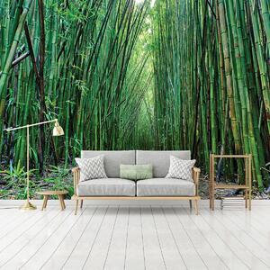 Fototapeta - Bambus (254x184 cm)